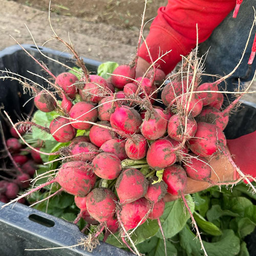 Fresh Radishes Klo Market Kelowna Bc