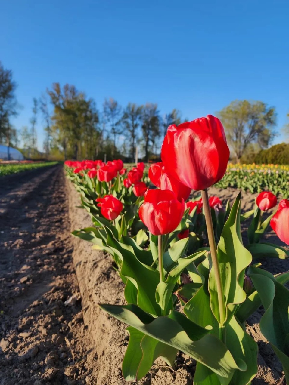 Kelowna-tulip-Festival