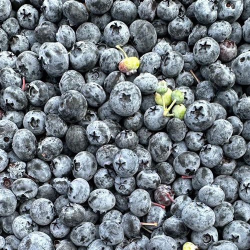 Local Blueberries Kelowna KLO Farm Market