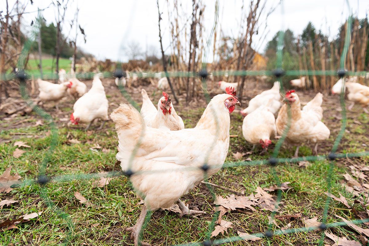 Free Run Organic Chickens Kelowna