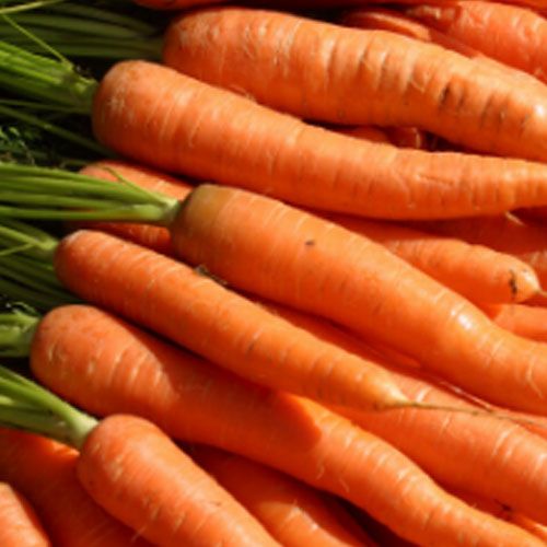 Locally Grown Carrots Kelowna Klo Farm Market