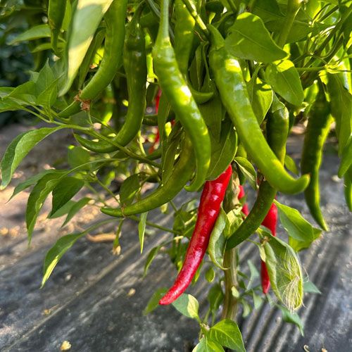 Hot Peppers Klo Market Kelowna Bc