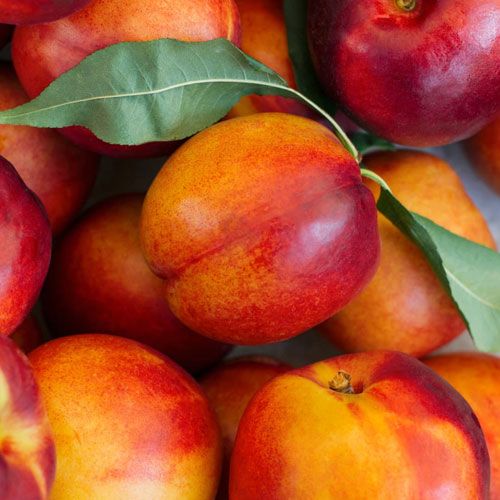 Fresh Nectarines Klo Market Kelowna Bc