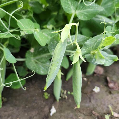 Fresh picked peas klo farm market