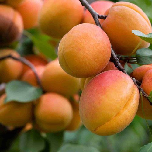 Fresh Apricots Klo Market Kelowna Bc