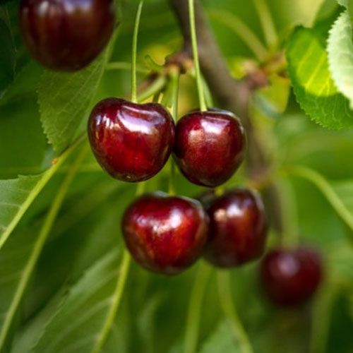 Fresh Picked Cherries Kelowna Klo Farm Market