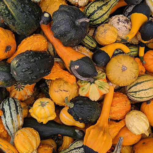 Fresh Squash Klo Market Kelowna Bc