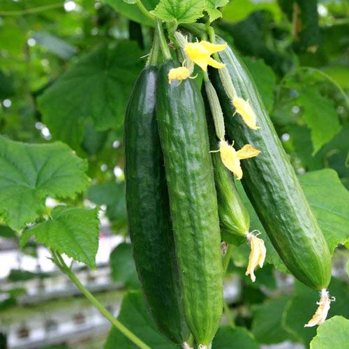 Fresh Cucumbers Klo Market Kelowna Bc