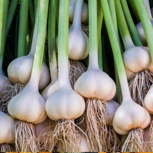 Kelowna Garlic Fresh Grown Klo Market