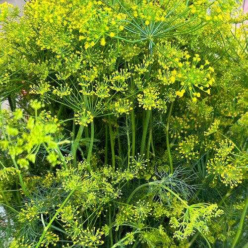 Fresh Dill Klo Market Kelowna Bc