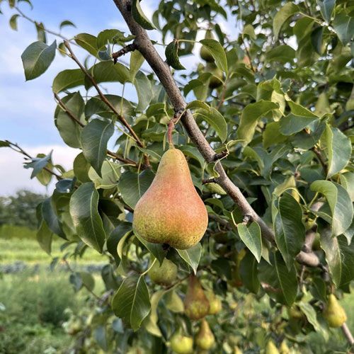 Danjou Pears Kelowna Klo Farm Market