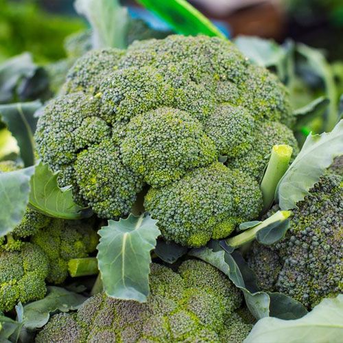 Fresh Broccoli Klo Market Kelowna Bc