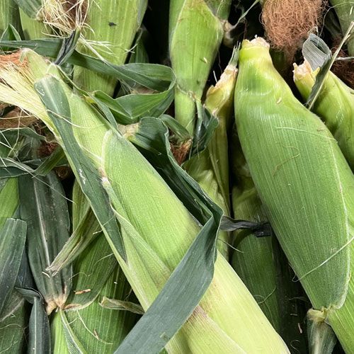 Local Kelowna Corn KLO Farm Market