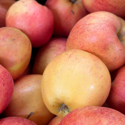 Okanagan Apples Klo Farm Market