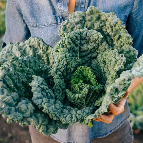 Fresh Kale Klo Market Kelowna Bc