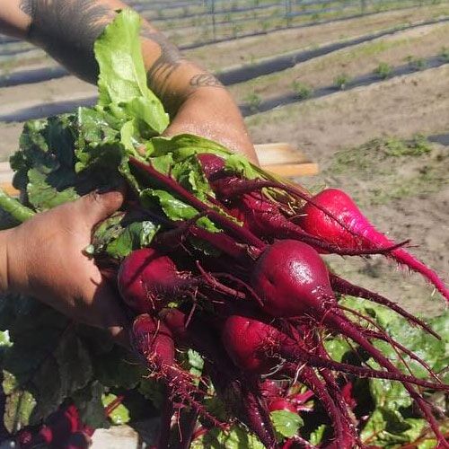 Fresh Beets Klo Market Kelowna Bc